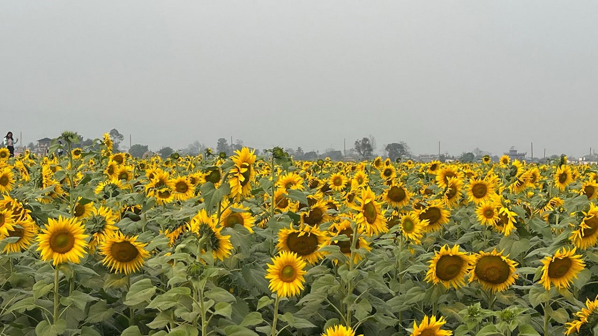 सूर्यमुखी खेतीतर्फ आकर्षण